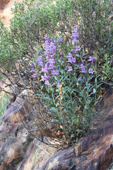 Penstemon platyphyllus
