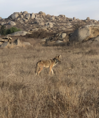 Canis latrans