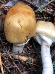 Agaricus smithianus