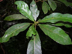 Saurauia kegeliana