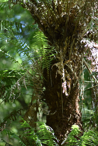 Image of Dicksonia sellowiana by (c) veronica, some rights reserved (CC BY-SA)