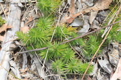 Melichrus procumbens