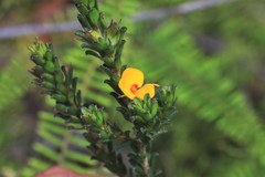 Pultenaea rostrata