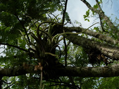 Tillandsia caput-medusae