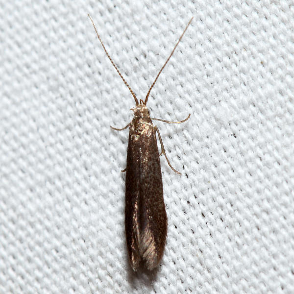 Cigar Casebearer Moth from Groton yard, MA, USA on July 08, 2015 at 10: ...