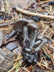 Tephrocybe