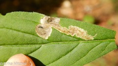 Liriomyza limopsis