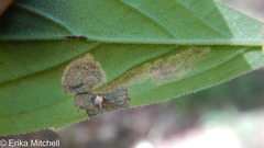 Liriomyza limopsis