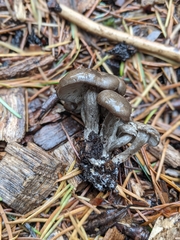 Tephrocybe