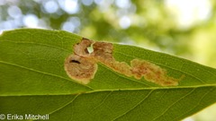 Liriomyza limopsis