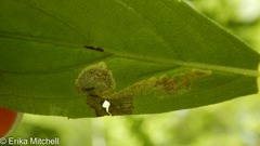 Liriomyza limopsis
