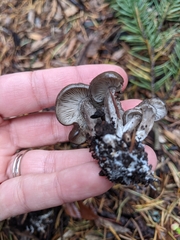 Tephrocybe