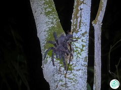 Eupalaestrus spinosissimus