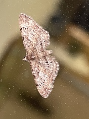 Sigilliclystis insigillata