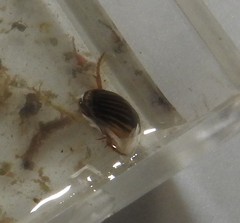 Agabus disintegratus