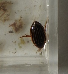 Agabus disintegratus