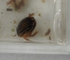 Agabus disintegratus