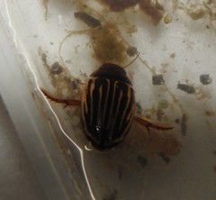 Agabus disintegratus