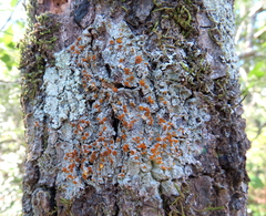 Brigantiaea leucoxantha