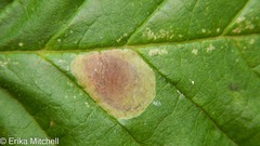 Cameraria betulivora