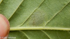 Cameraria betulivora