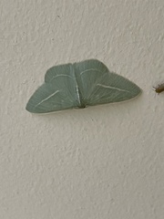 Chlorocoma stereota
