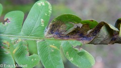 Chirosia filicis