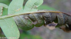 Chirosia filicis