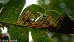 Chirosia filicis