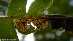 Chirosia filicis
