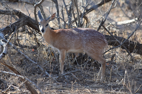 Sharpe's Grysbok (Raphicerus sharpei)