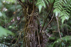 Alsophila setosa