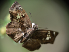 Quadrus lugubris lugubris