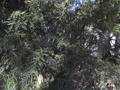 Cocculus laurifolius