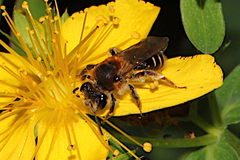 Andrena