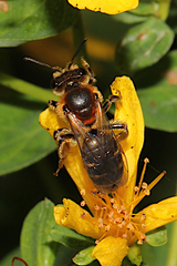 Andrena