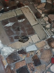 Rhinella icterica