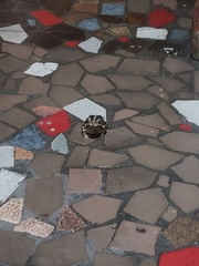 Rhinella icterica