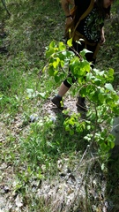Clematis occidentalis grosseserrata