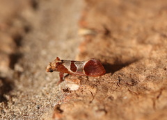 Choristis discotypa