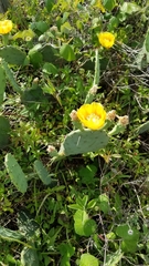 Opuntia anahuacensis