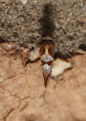Choristis discotypa