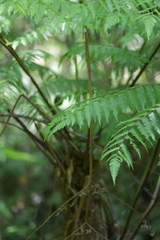 Alsophila setosa