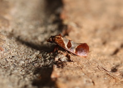 Choristis discotypa