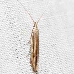 Coleophora borea