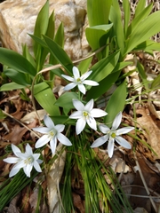 Ornithogalum umbellatum