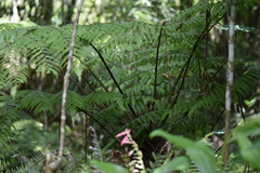Alsophila setosa