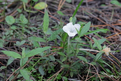 Ruellia noctiflora