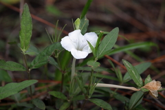 Ruellia noctiflora