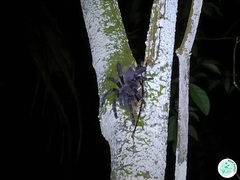 Eupalaestrus spinosissimus